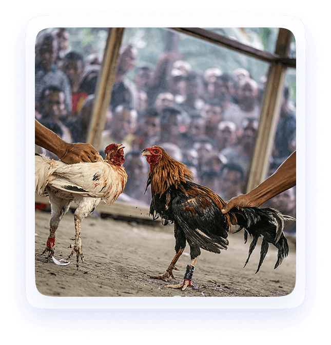 bj66-Proven-Strategies-img